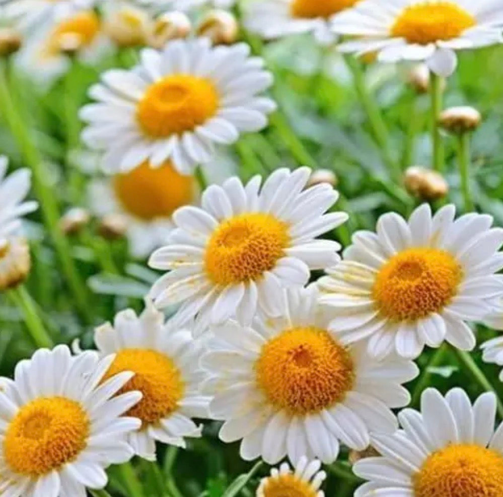 Wild Mountain Chamomile Flowers