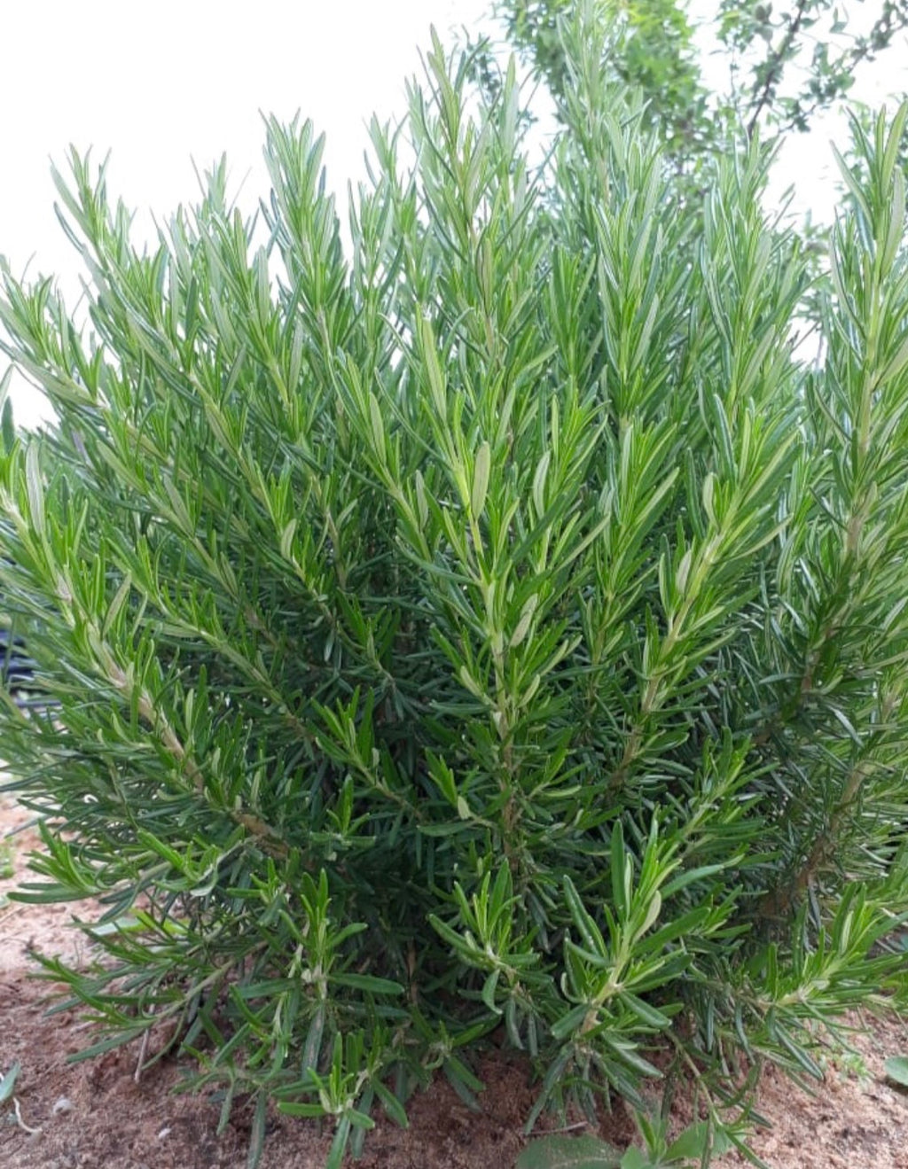 Rosemary