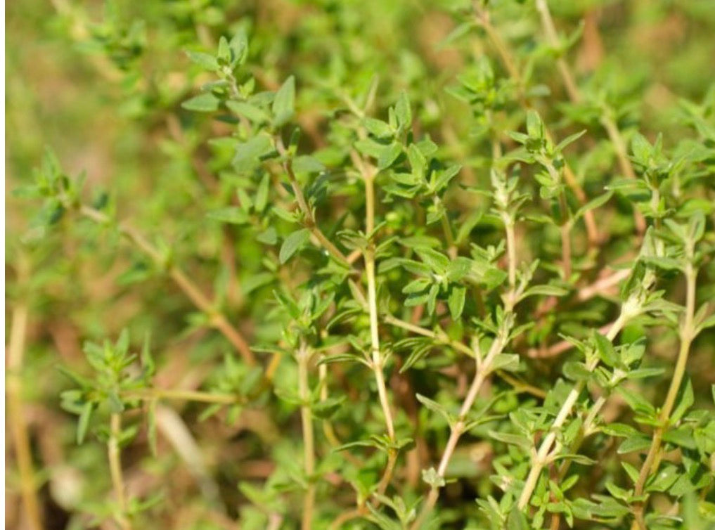 Wild Jordanian Thyme Leaves