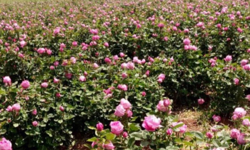 Damask Rose Buds