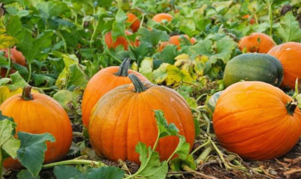 Pumpkin Seeds