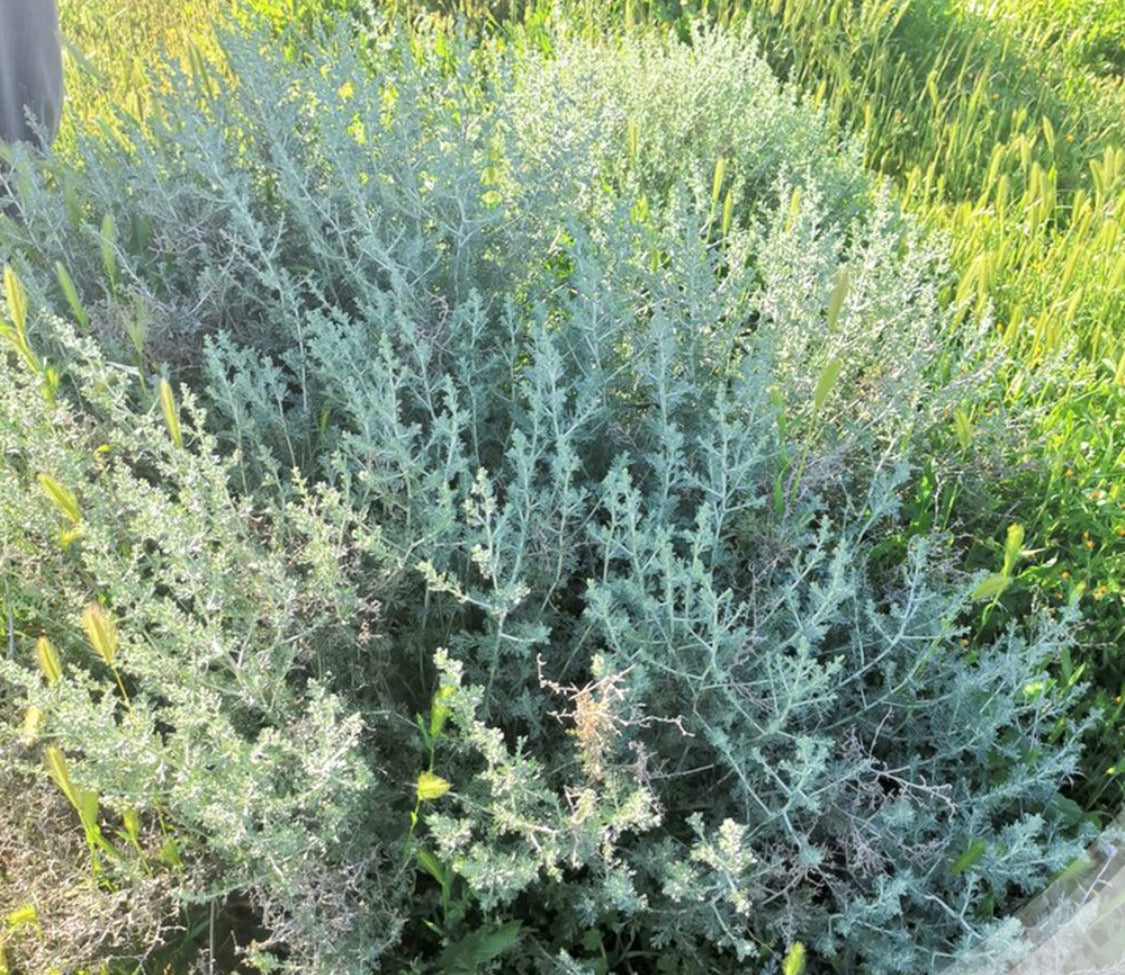 Wormwood / White Artemisia
