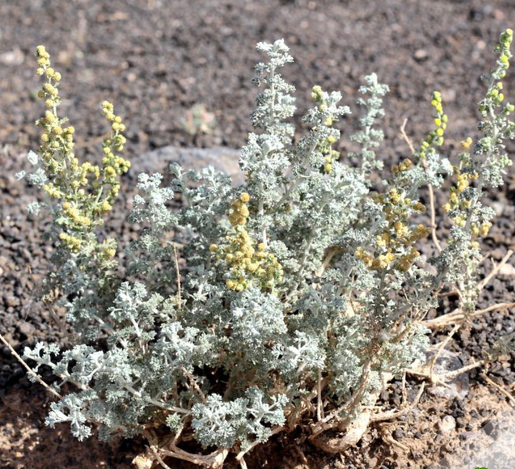 Artemisia Judaica(Judean Wormwood)