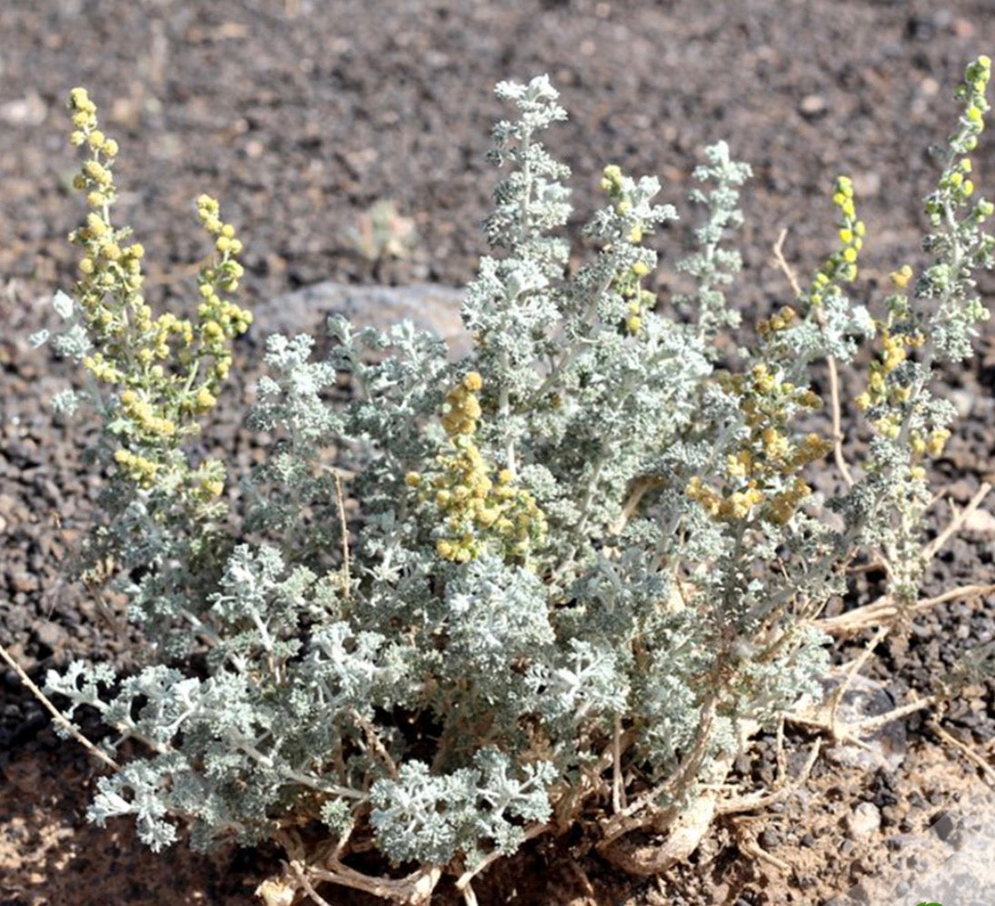 Artemisia Judaica(Judean Wormwood)