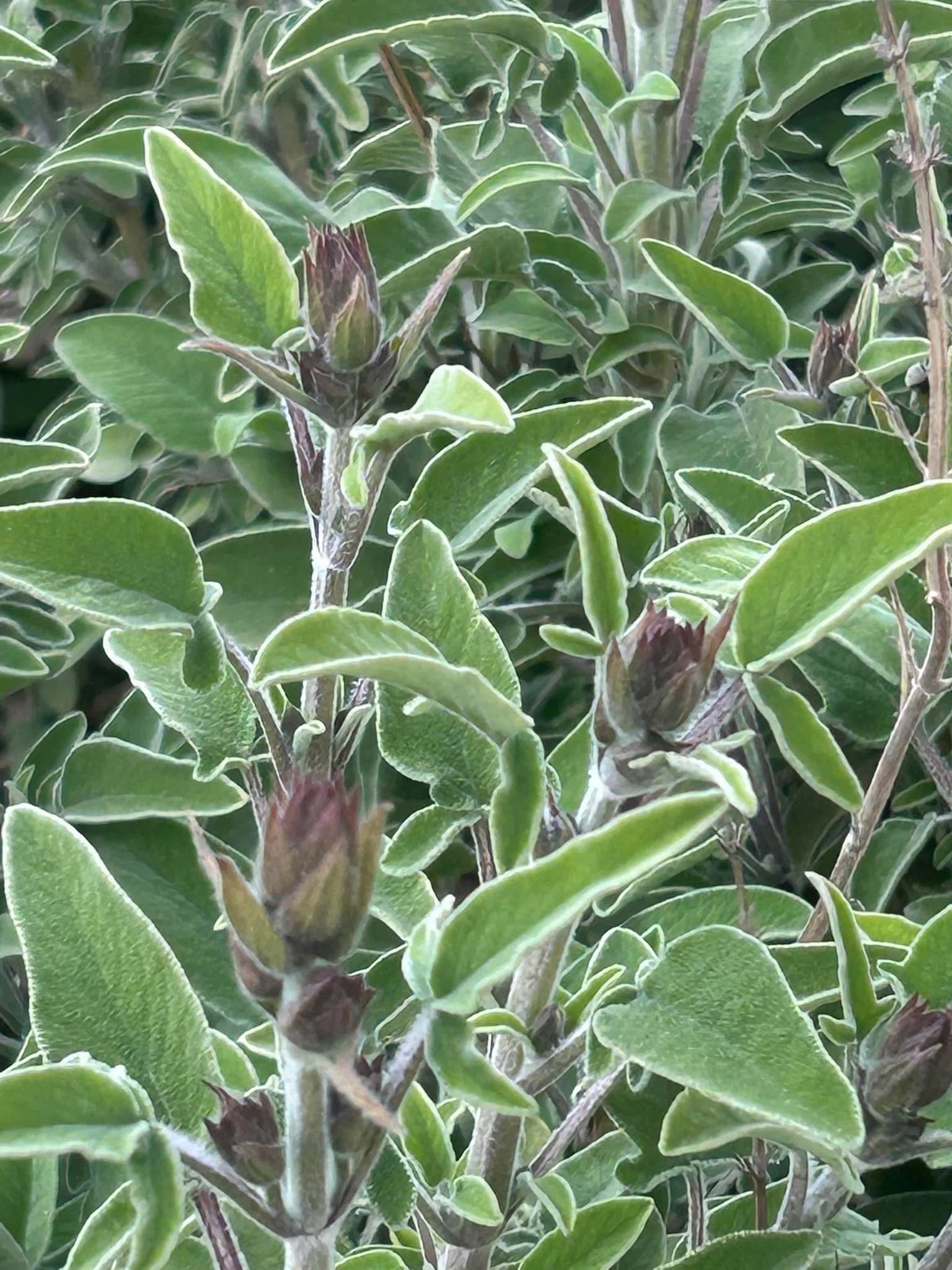Premium Jordanian Sage Leaves